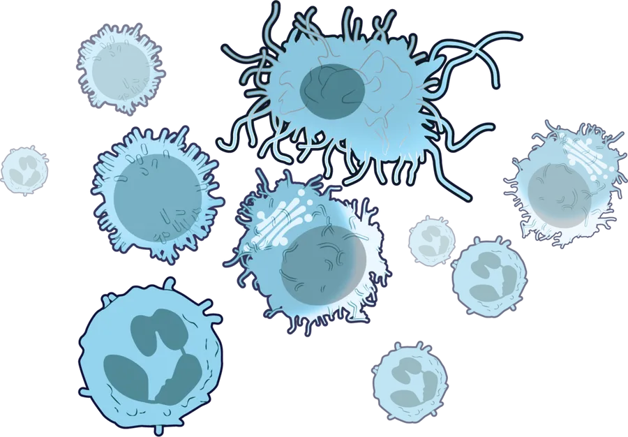 An illustration of white blood cells defending against germs