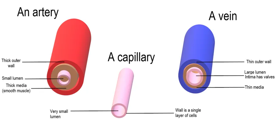 A diagram of arteries, veins, and capillaries carrying blood