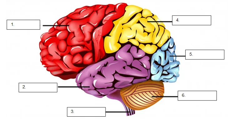 A labelled diagram of brain regions like the cerebrum and cerebellum