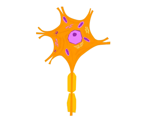 An illustration of a neurone, a tiny brain cell that sends signals