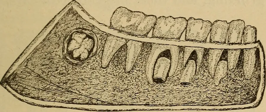A child chewing food to begin digestion in the mouth