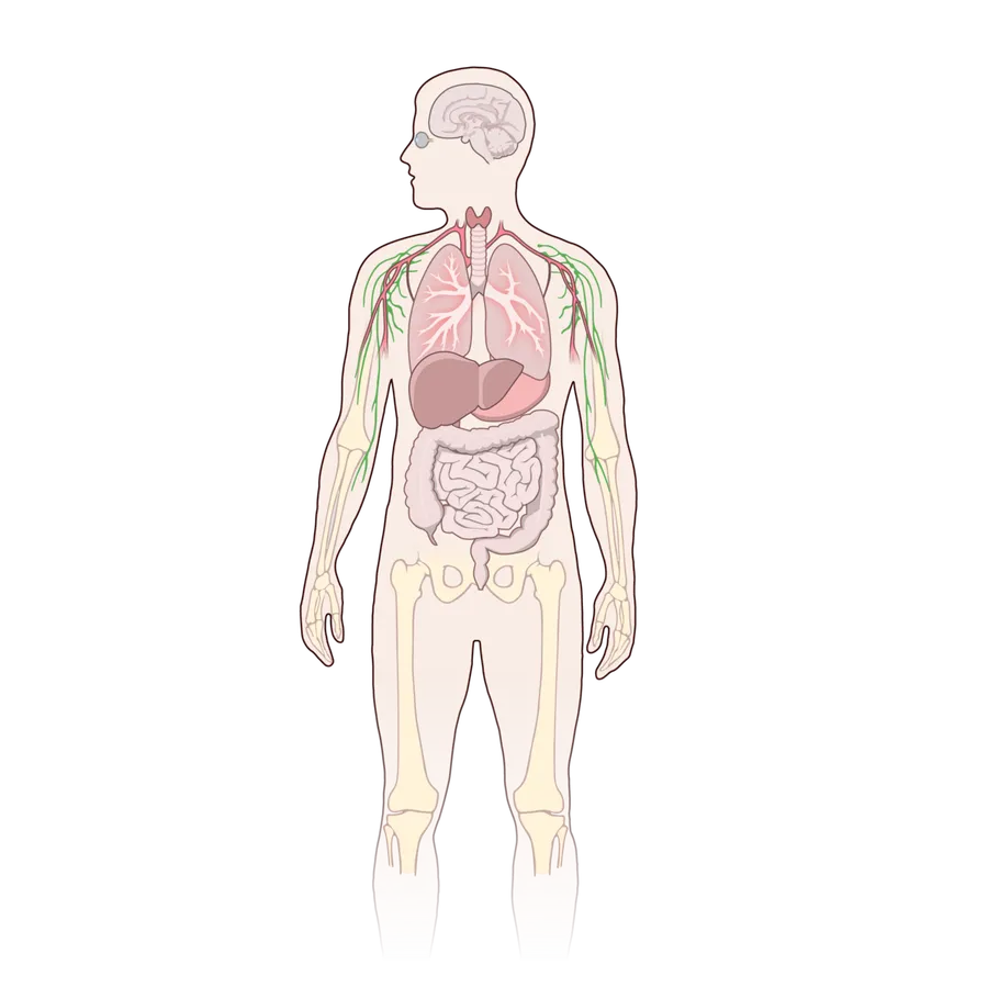 An illustration of the stomach where food is mashed up