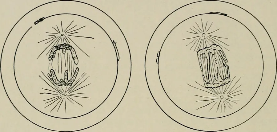 An illustration of a cell splitting in two to make new cells