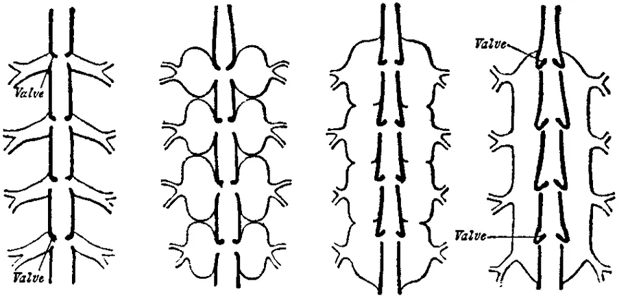 A diagram of blood vessels carrying blood around the body