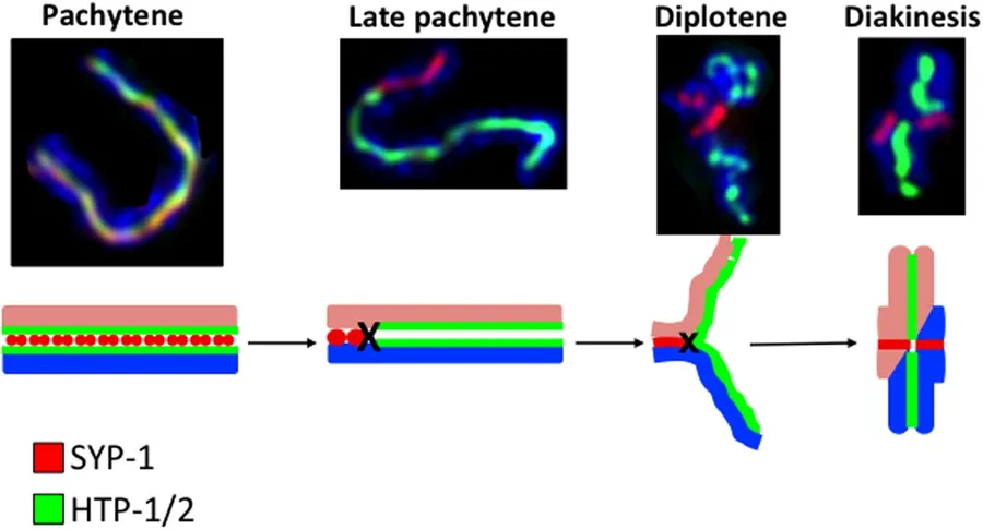 An illustration of antibodies marking germs for destruction