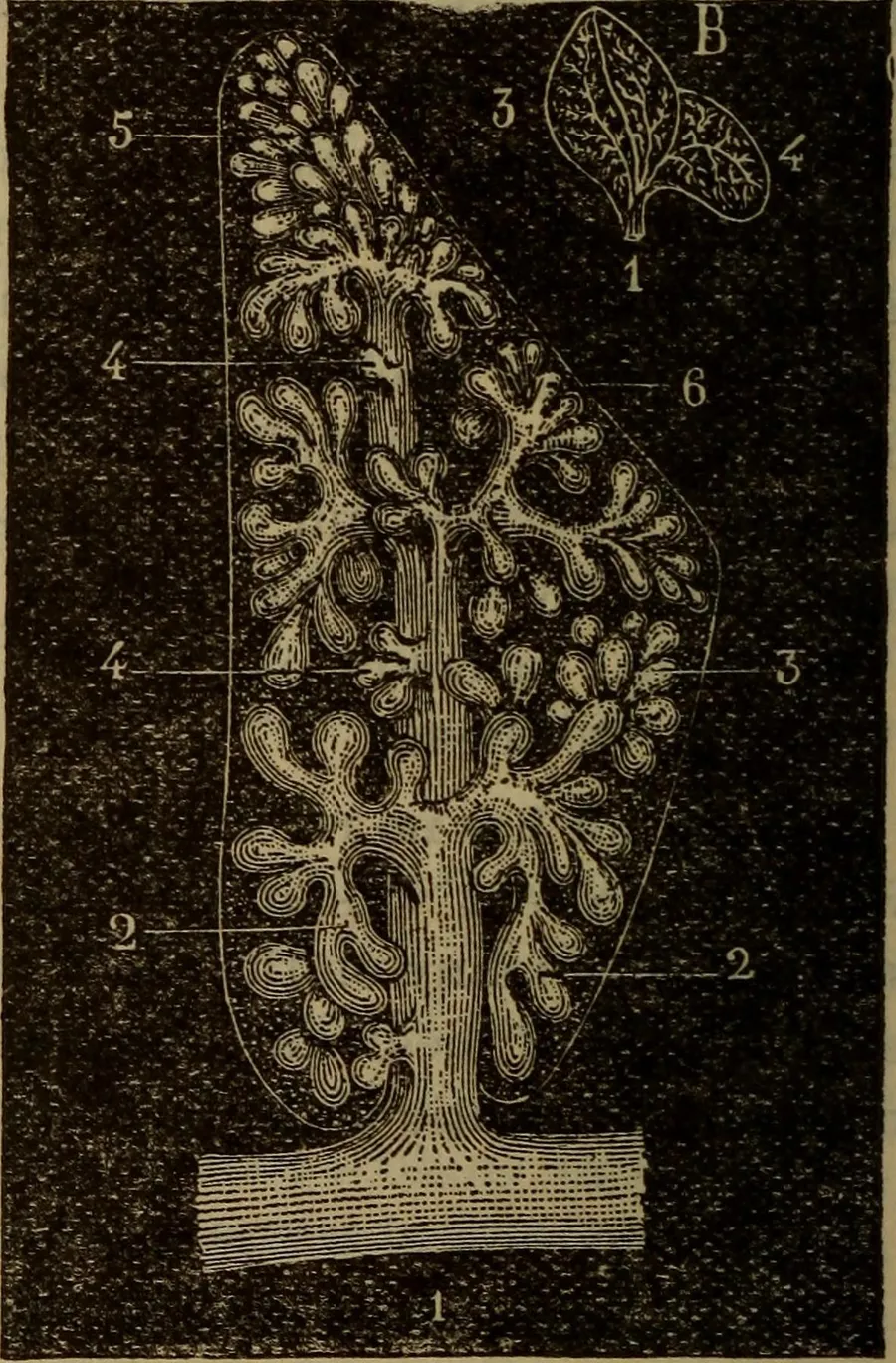 An illustration of tiny alveoli air sacs inside a lung