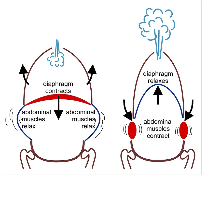 A diagram of the dome-shaped diaphragm muscle below the lungs