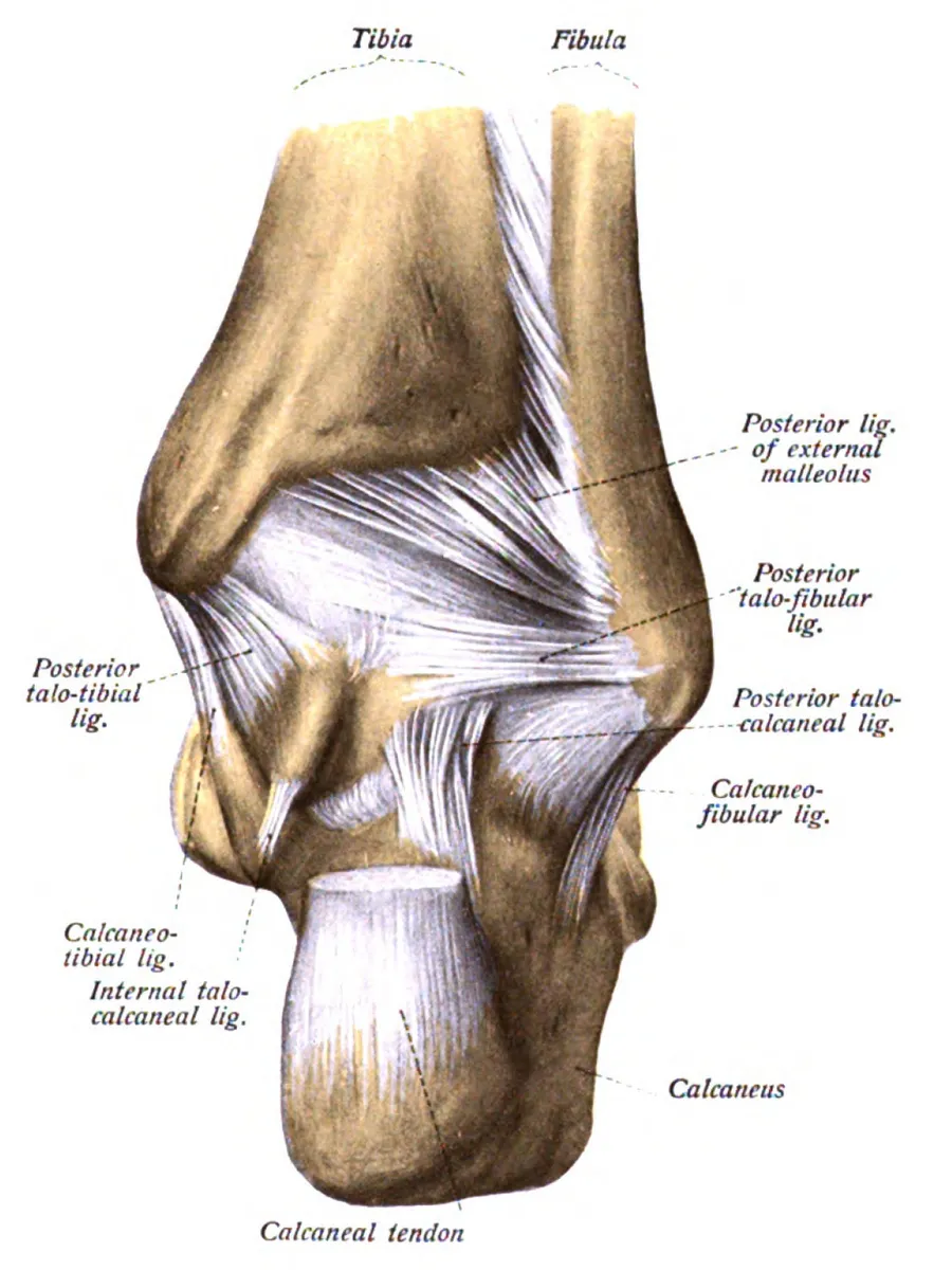 A diagram of the Achilles tendon at the back of the ankle