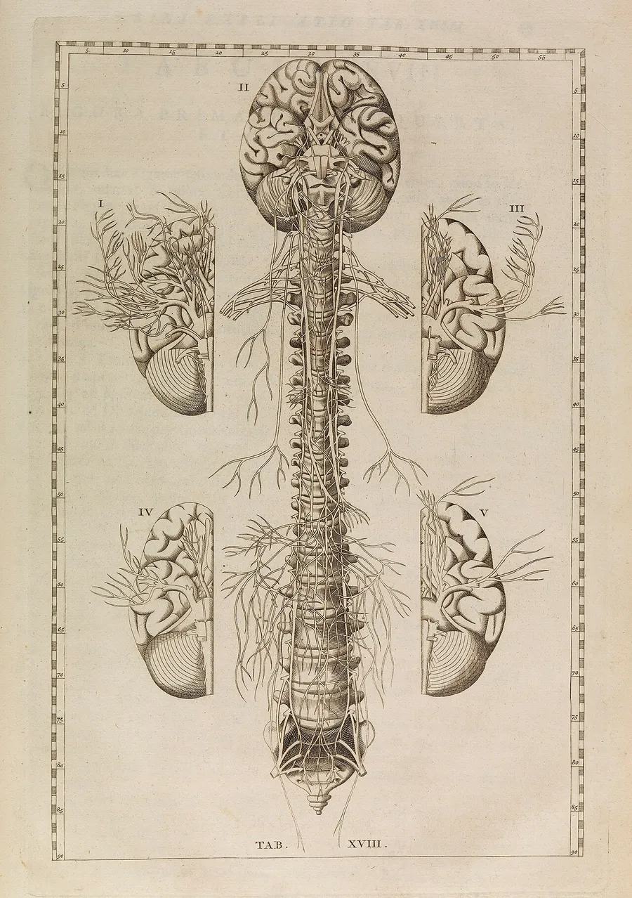 An illustration of the spinal cord with nerves branching out