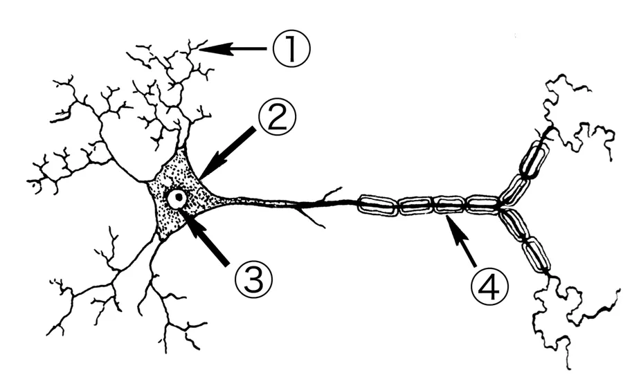 A labelled diagram of a neurone with dendrites and an axon