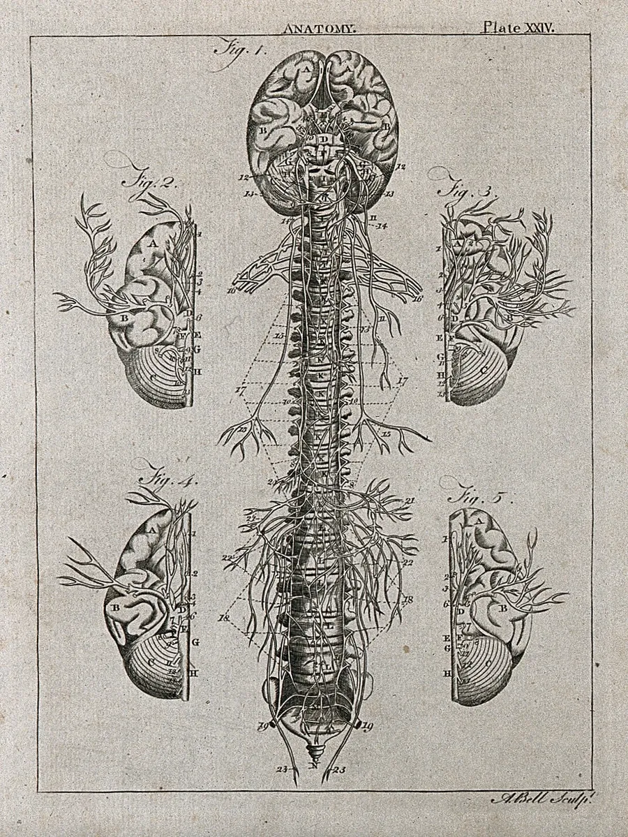 An illustration of nerves carrying messages to the brain
