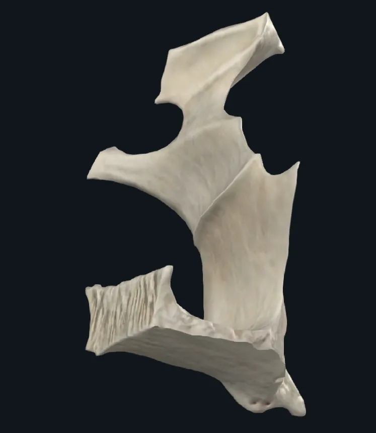 A model of a human skull that protects the brain