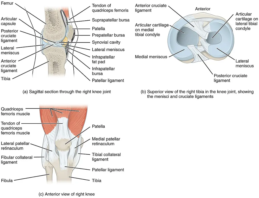 An illustration of a bendable knee joint where two bones meet