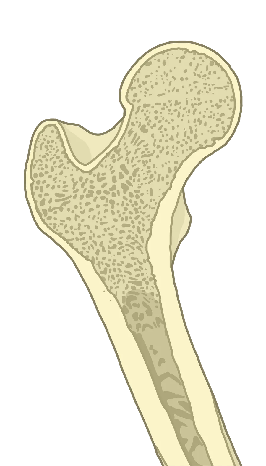 A cross-section illustration showing soft marrow inside a bone