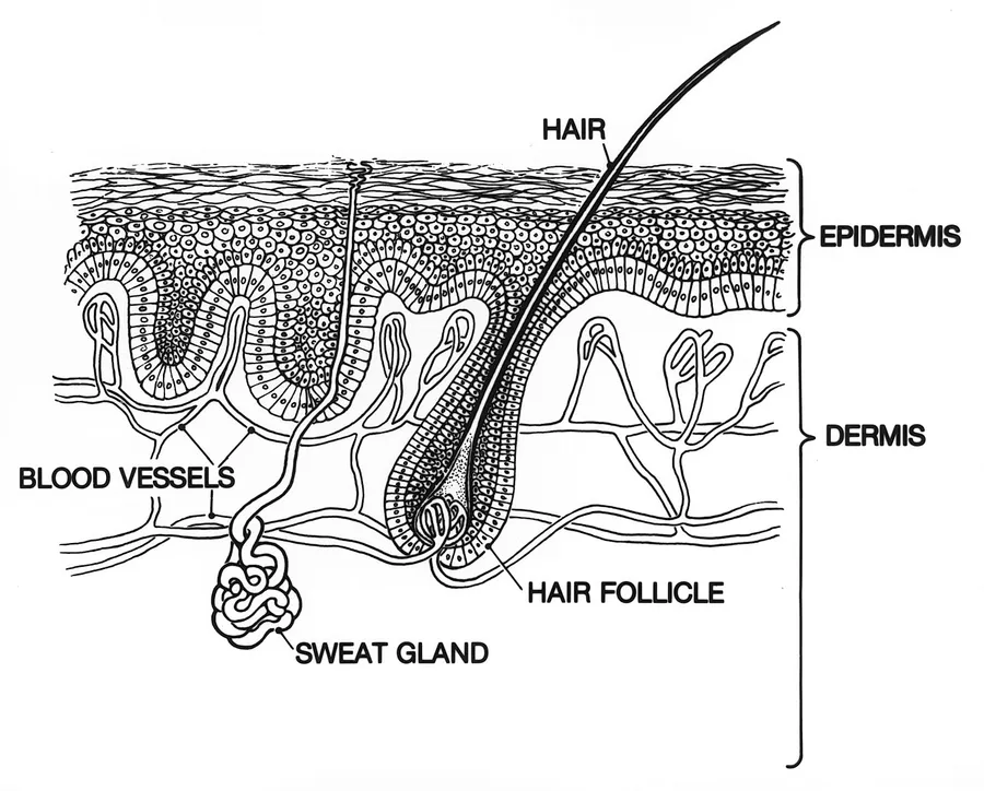 An illustration labelling the epidermis and dermis skin layers