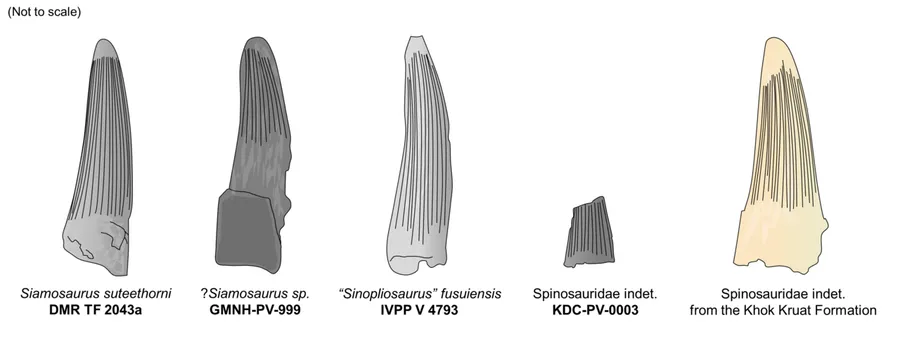 A diagram showing different teeth like incisors and molars