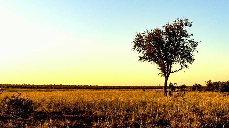 Elephants walking across a wide African grassland