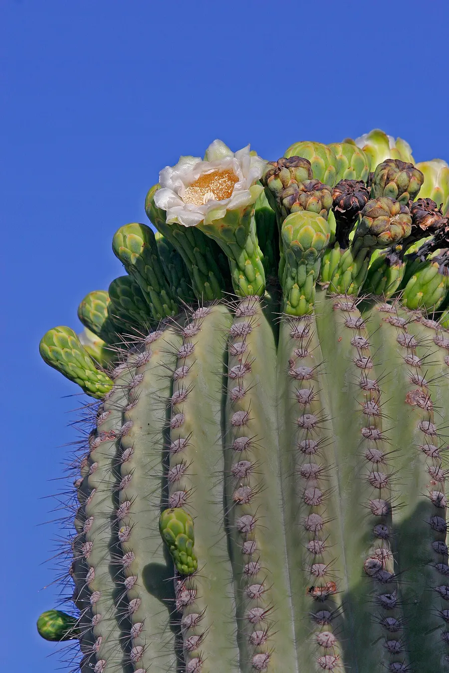 A tall cactus and colourful flowers blooming in the desert