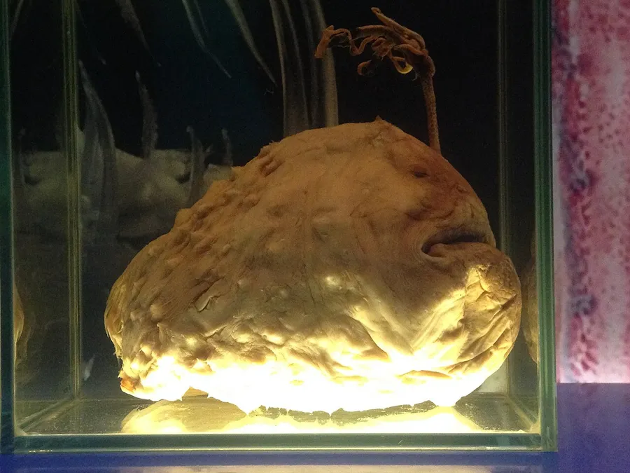A glowing anglerfish in the dark depths of the ocean