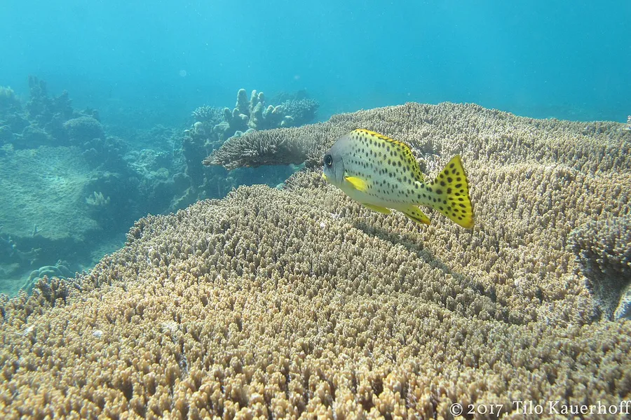 A bright coral reef teeming with colourful tropical fish