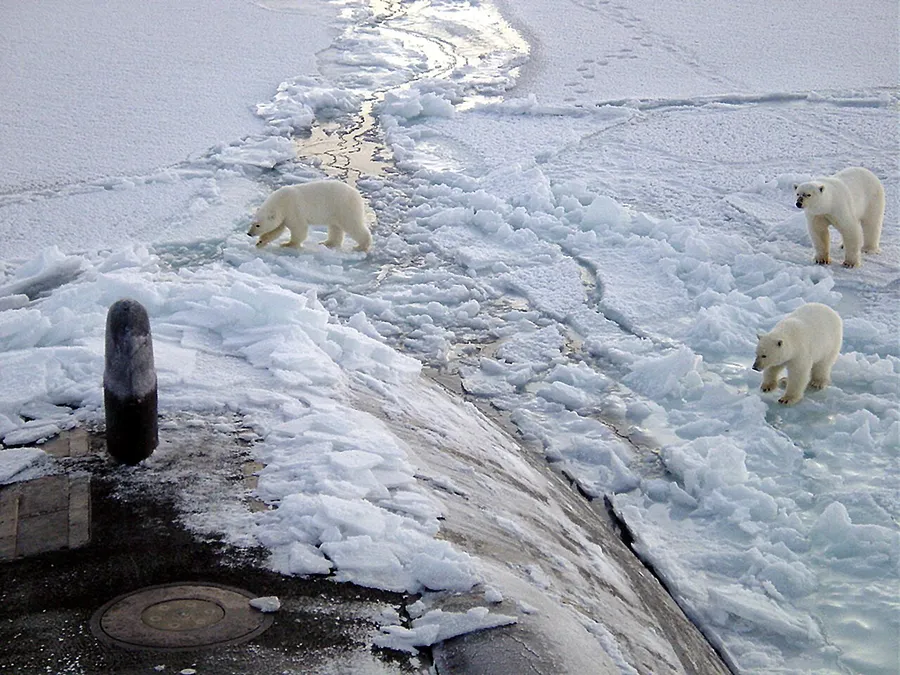 A polar bear standing on floating Arctic sea ice