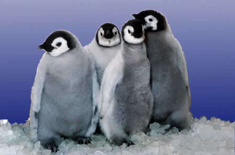 Emperor penguins huddling together in the Antarctic snow