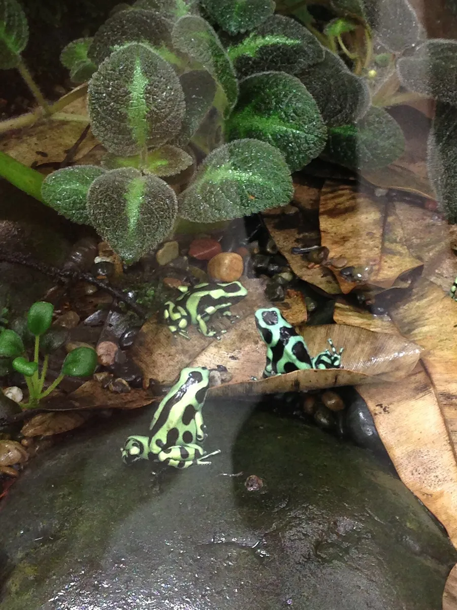 A small brightly coloured tree frog on a rainforest leaf