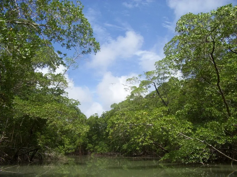 The wide Amazon River curving through dense green rainforest