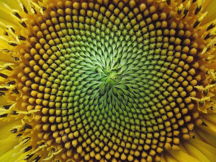 The spiral of seeds in a sunflower head showing the Fibonacci pattern