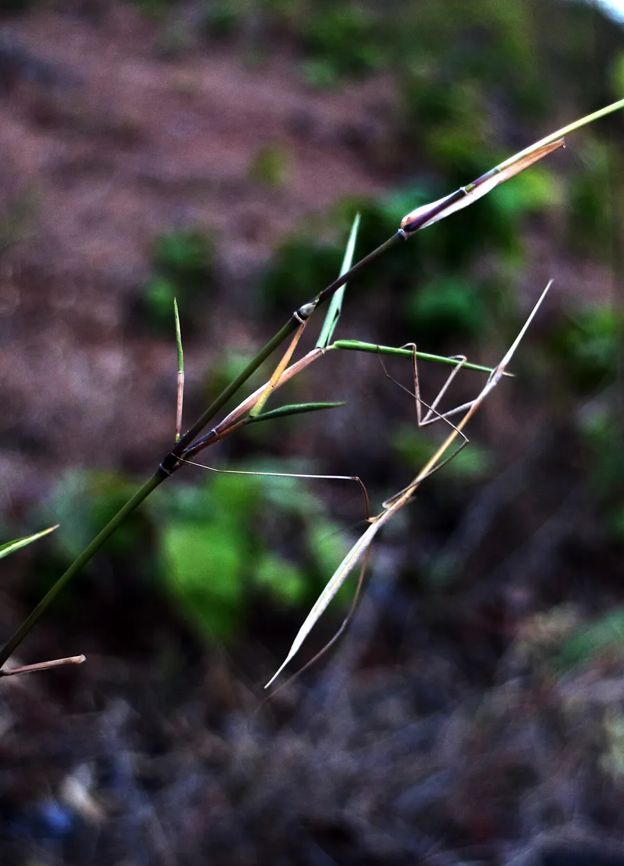 A stick insect blending in perfectly with a thin brown twig