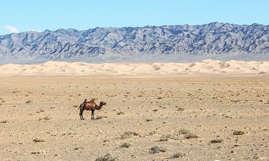 A camel walking across golden sand dunes in the hot desert