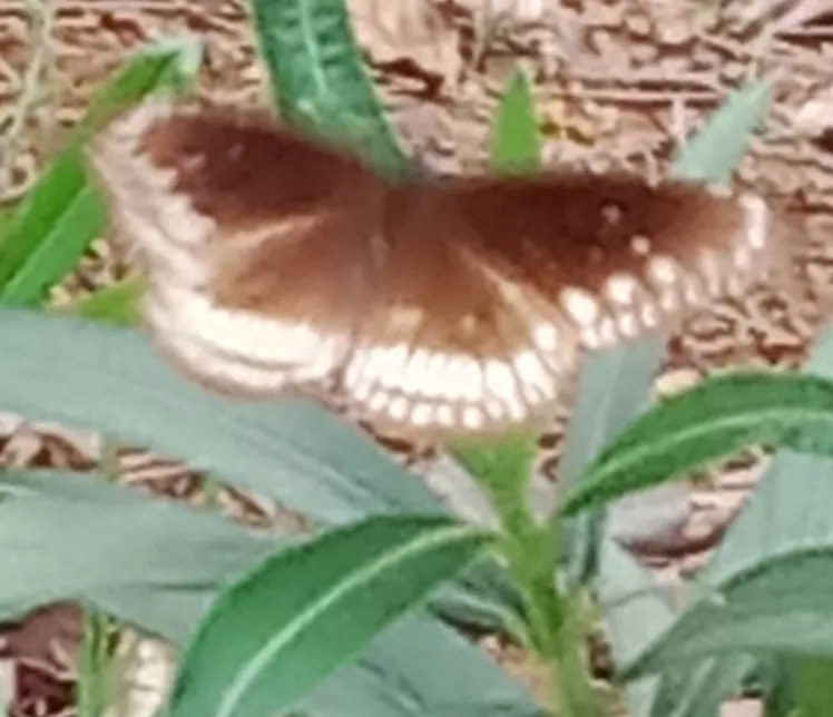 Many different brightly coloured butterflies showing the variety of life