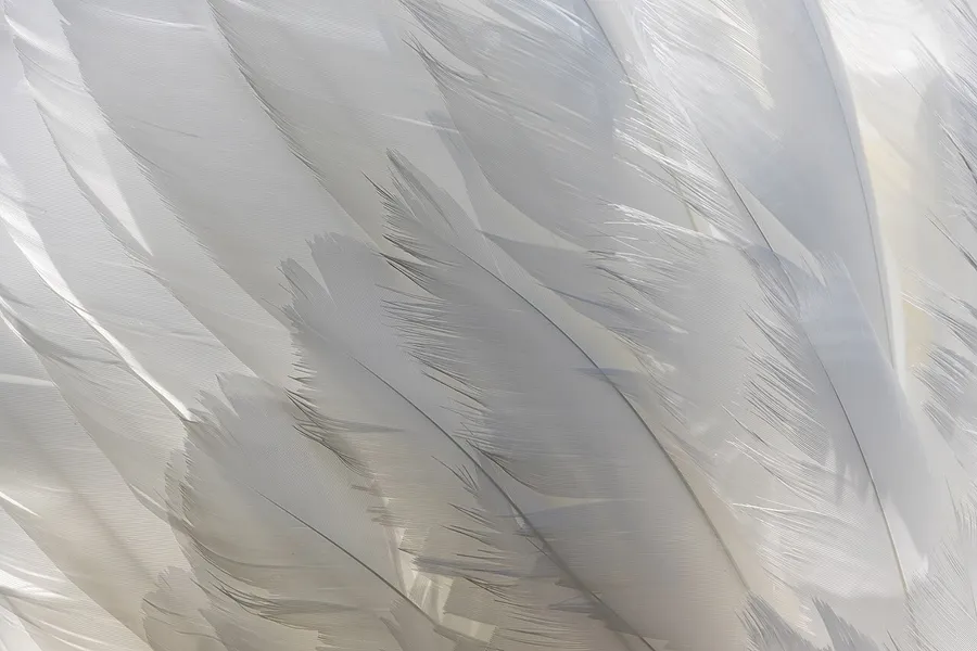 A close-up of a bird's brightly coloured feathers