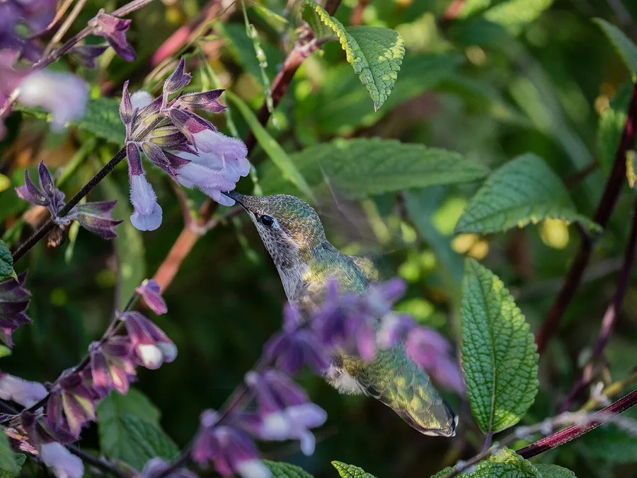 A hummingbird hovering to sip nectar from a flower with its long thin beak