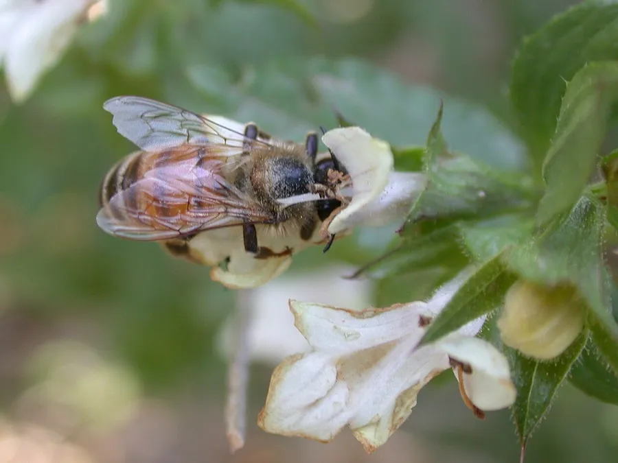 A honeybee carrying pollen as it visits a flower