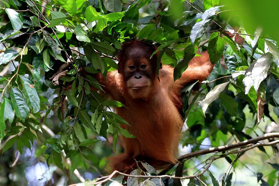 An orangutan climbing through the branches of a rainforest tree