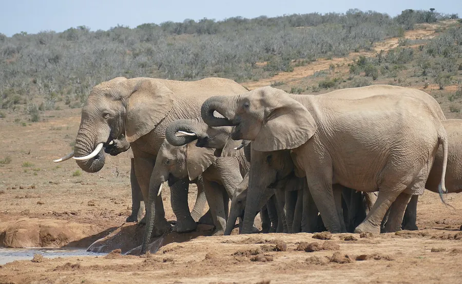 A herd of elephants walking together across the savanna