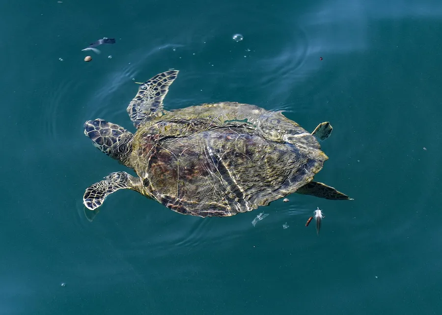 A sea turtle gliding gracefully through clear blue ocean water