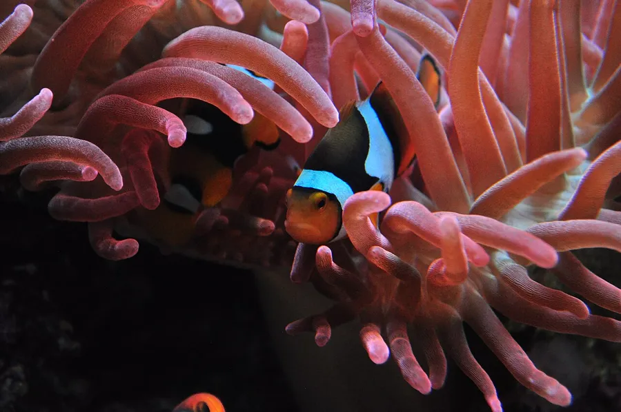 An orange clownfish sheltering among the tentacles of a sea anemone