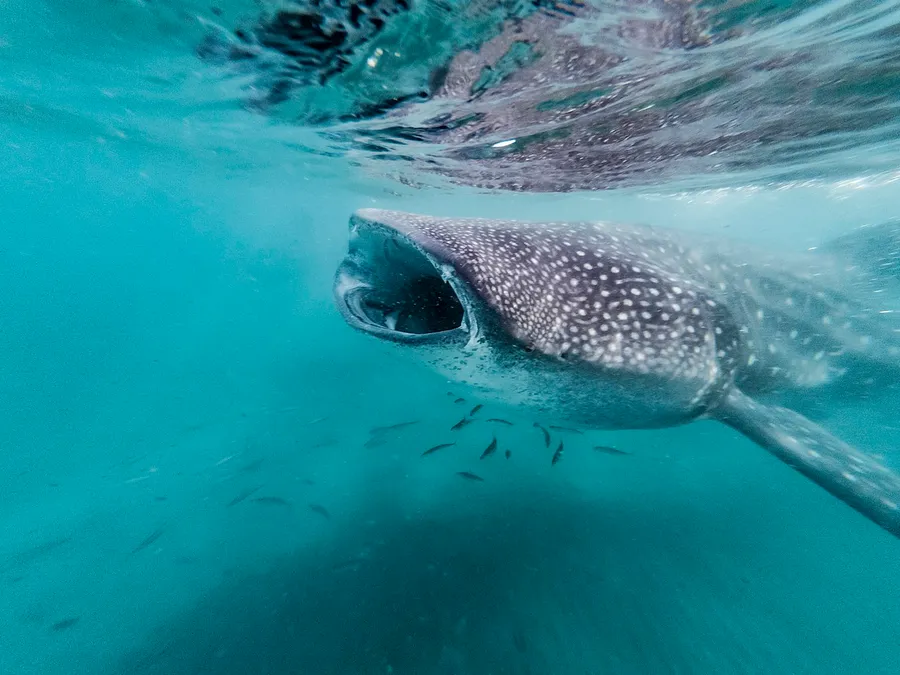 An enormous whale shark cruising through the water with its huge mouth open
