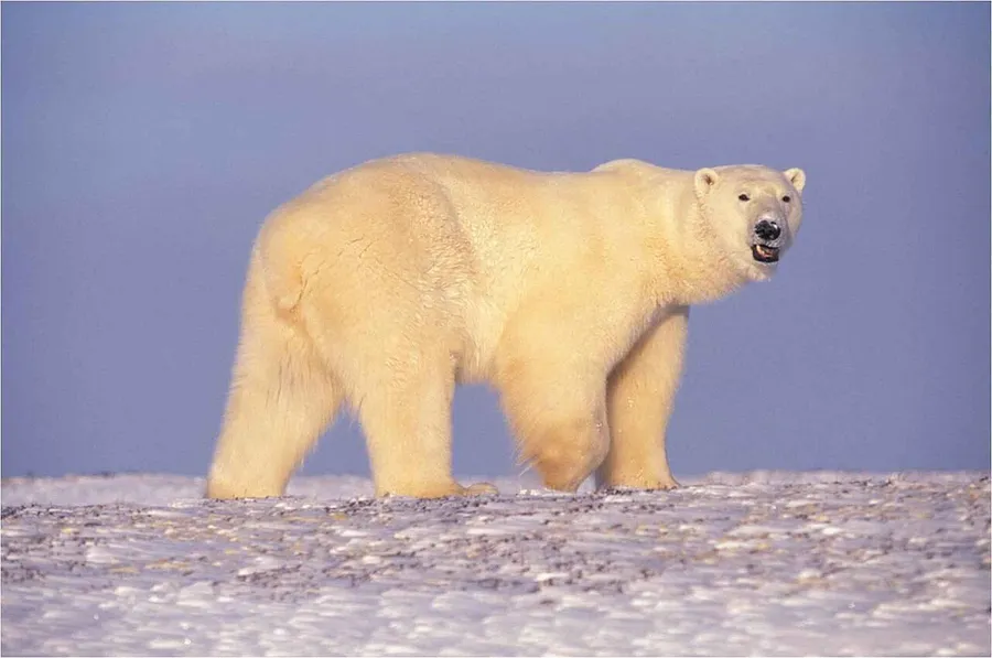 A white polar bear walking across the snow in the frozen Arctic