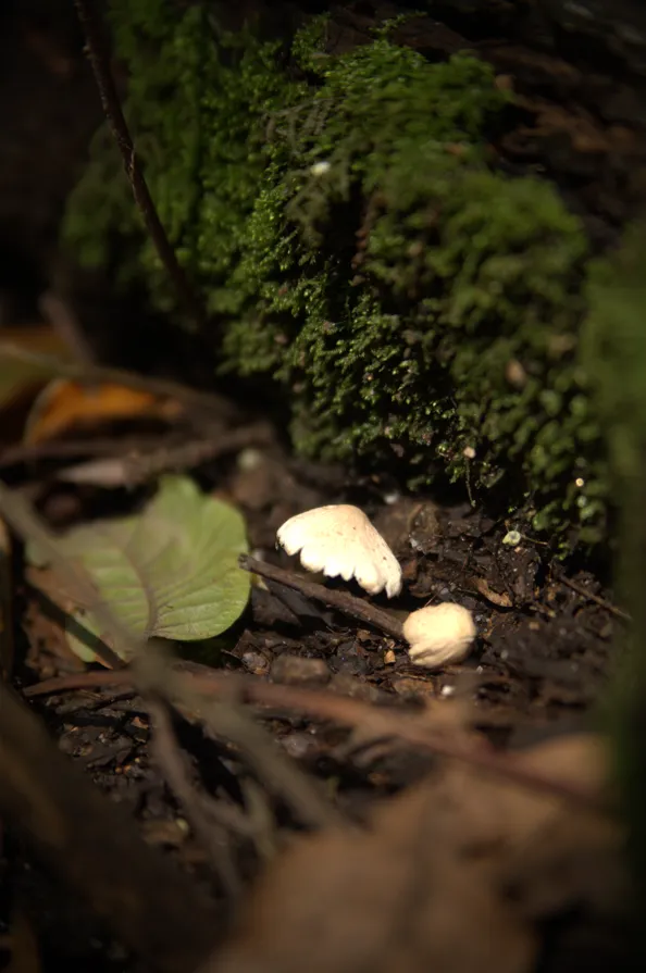 A decaying log on the forest floor covered in moss and tiny fungi