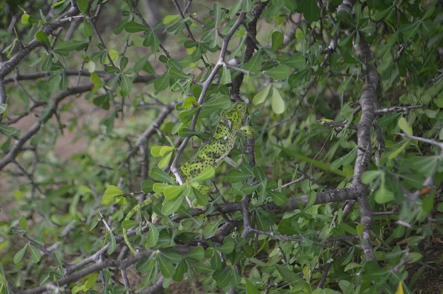 A green chameleon gripping a branch with its eyes pointing in different directions