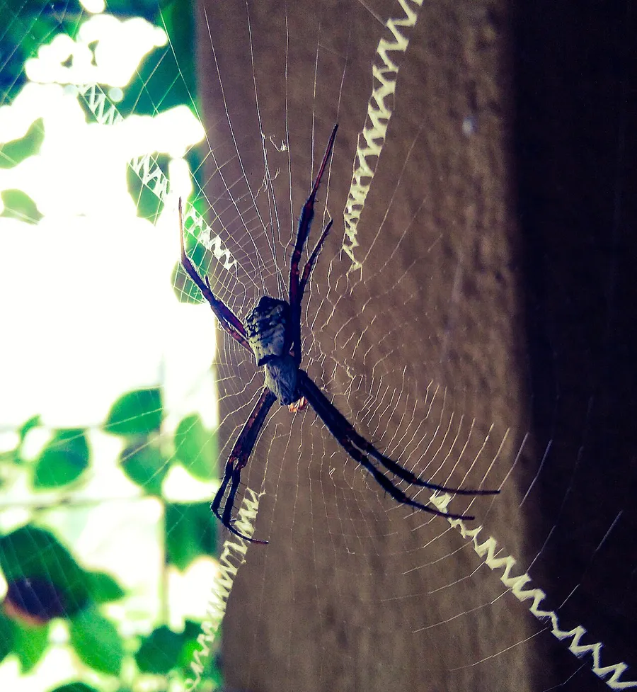 A spider resting on its web, showing its eight legs