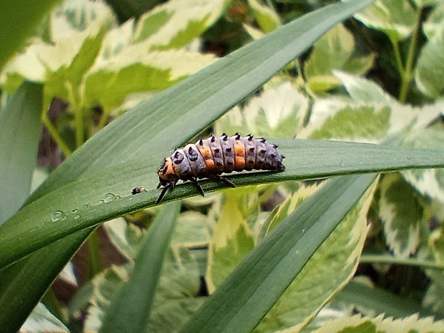 A red ladybird beetle resting on a green leaf