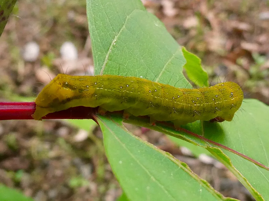 A plump green caterpillar feeding on a green leaf