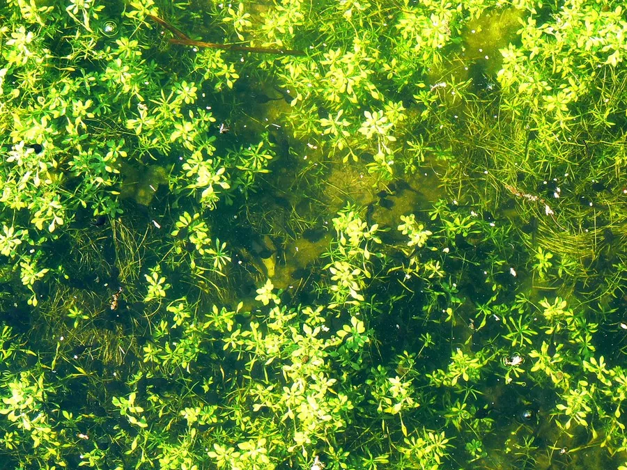 A cluster of dark tadpoles with tails swimming in pond water