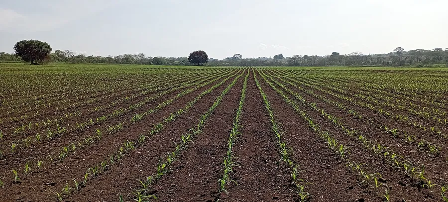 A tiny green seedling pushing up through dark soil