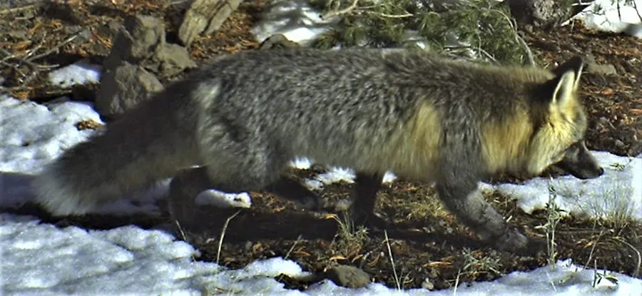 A mammal with a thick fur coat that traps warm air near its skin