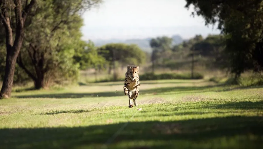 A cheetah sprinting at full speed across the open savanna